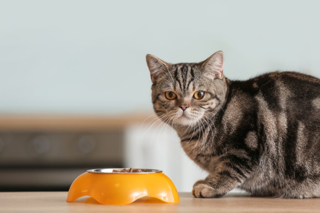 What Should Pet Cats Really Eat_ Understanding Balanced Diets, Portions, and Common Mistakes